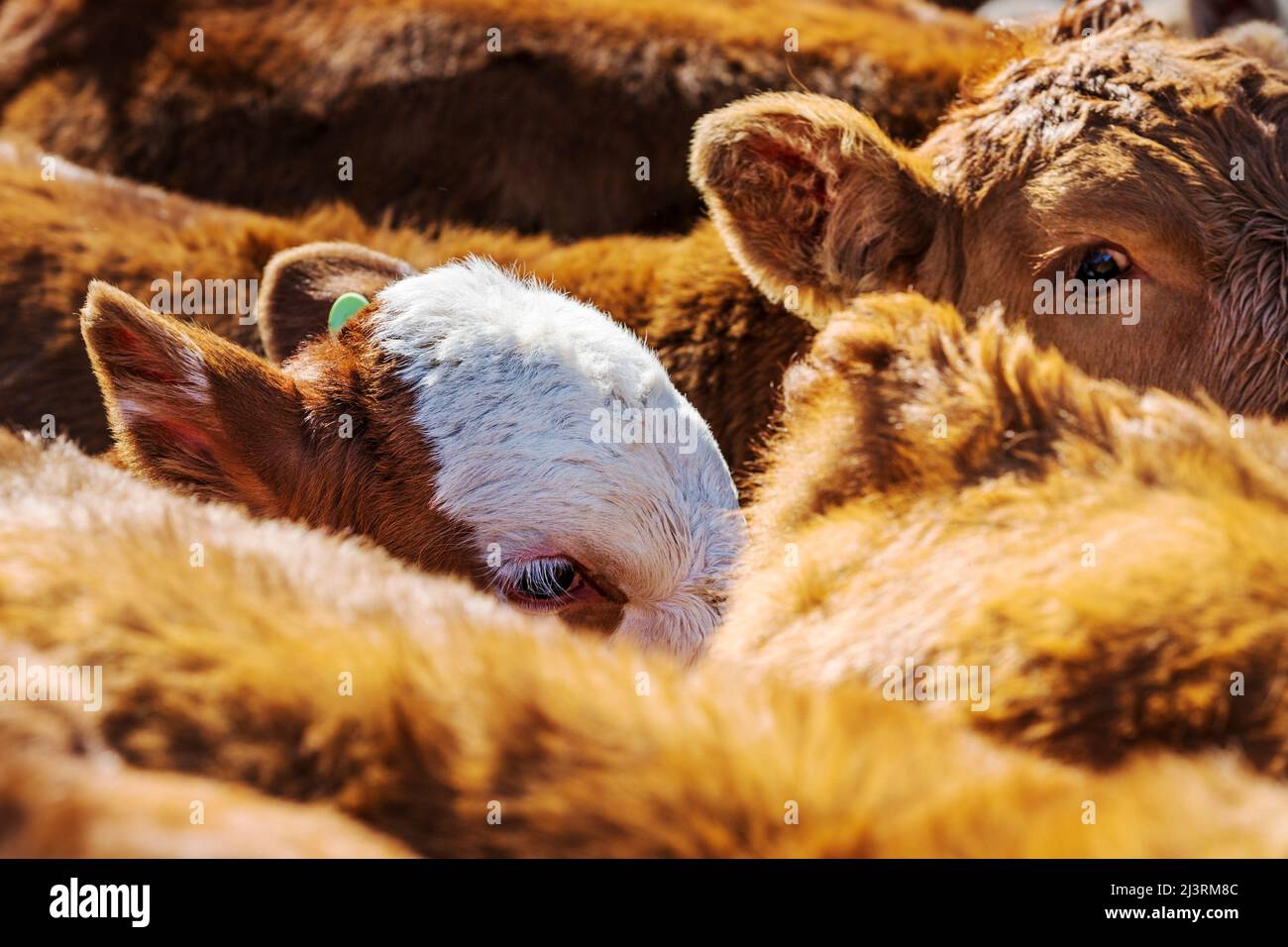 Les jeunes veaux attendent la marque printanière sur le Hutchinson Ranch près de Salida: Colorado; USA Banque D'Images
