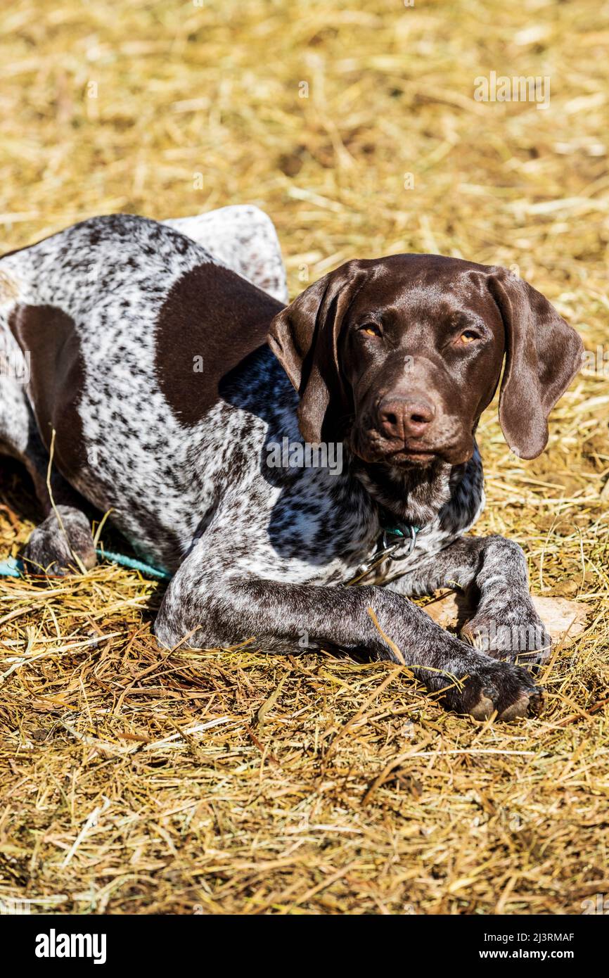 Chien pointeur allemand à poil court; marquage printanier sur le Hutchinson Ranch près de Salida: Colorado; États-Unis Banque D'Images