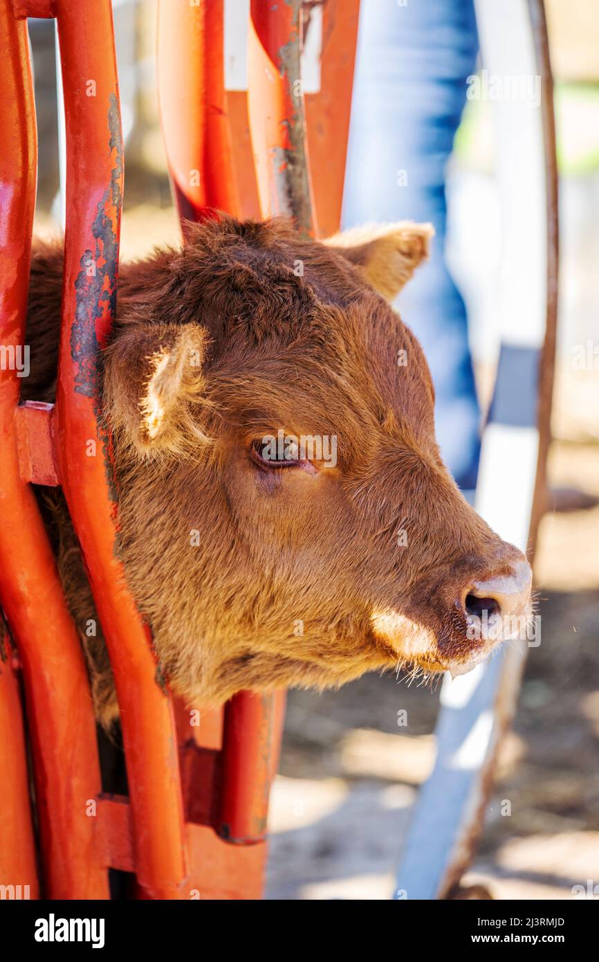 Jeune veau en pousse de compression; événement de marque de printemps sur le Hutchinson Ranch près de Salida: Colorado; USA Banque D'Images