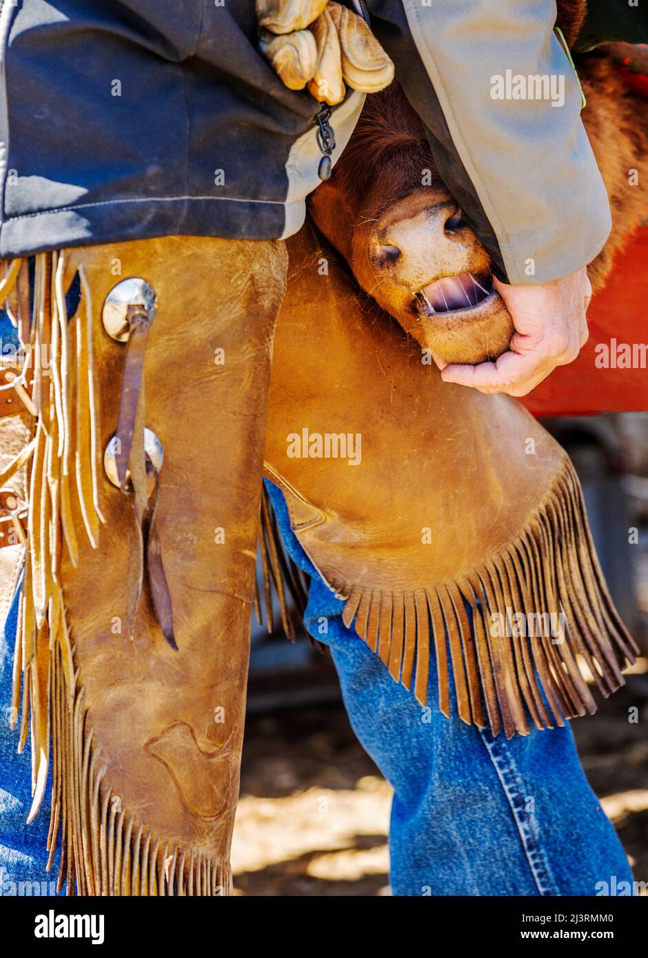 Cowboys marque jeune veau dans la pousse de squeeze; événement de marque de printemps sur le Hutchinson Ranch près de Salida: Colorado; USA Banque D'Images