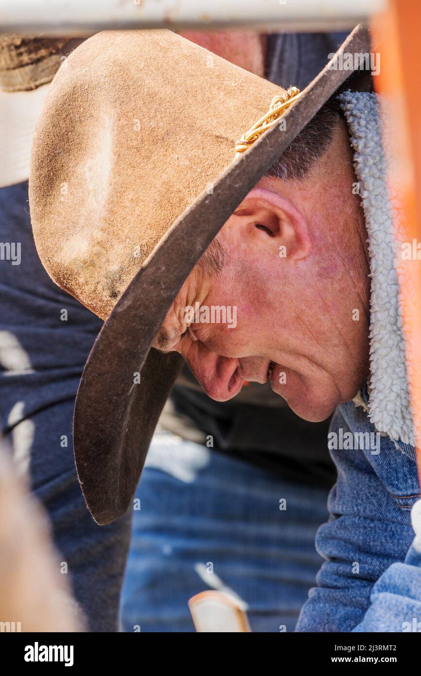Cowboys marque jeune veau dans la pousse de squeeze; événement de marque de printemps sur le Hutchinson Ranch près de Salida: Colorado; USA Banque D'Images