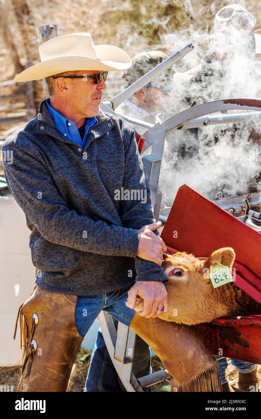 Cowboys marque jeune veau dans la pousse de squeeze; événement de marque de printemps sur le Hutchinson Ranch près de Salida: Colorado; USA Banque D'Images