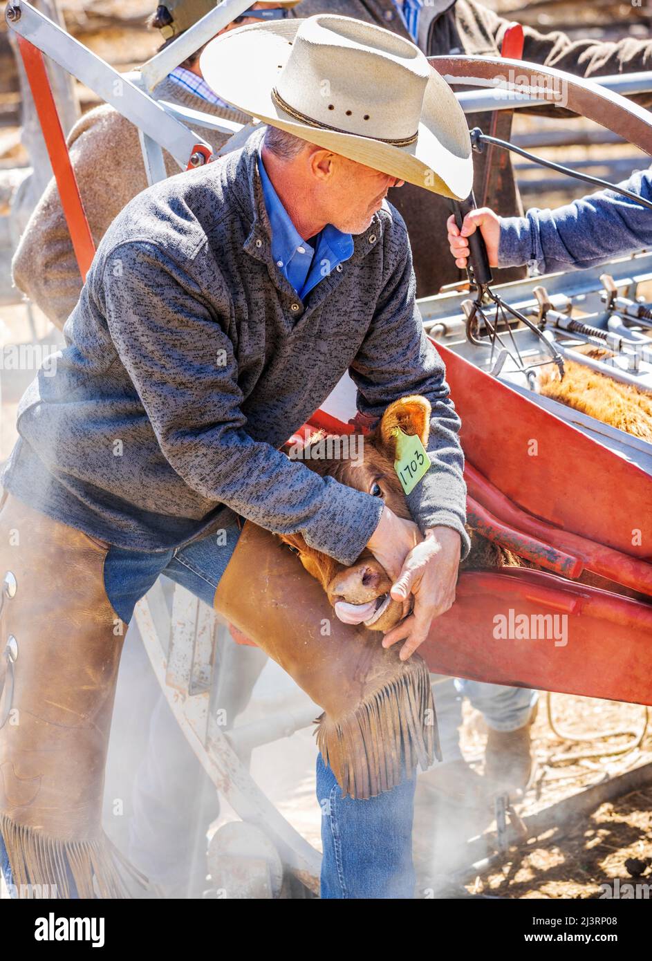 Cowboys marque jeune veau dans la pousse de squeeze; événement de marque de printemps sur le Hutchinson Ranch près de Salida: Colorado; USA Banque D'Images