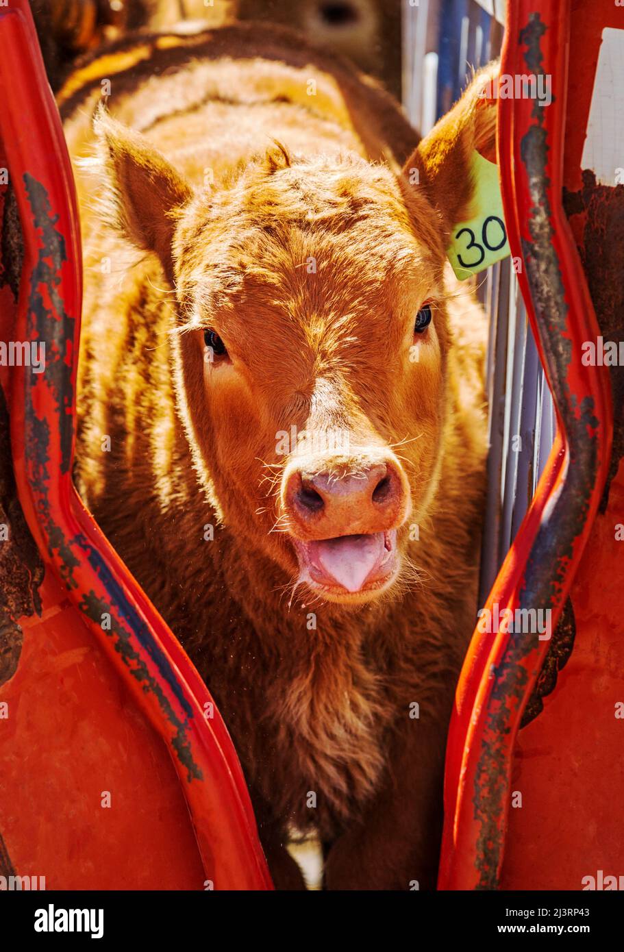 Jeune veau en pousse de compression; événement de marque de printemps sur le Hutchinson Ranch près de Salida: Colorado; USA Banque D'Images