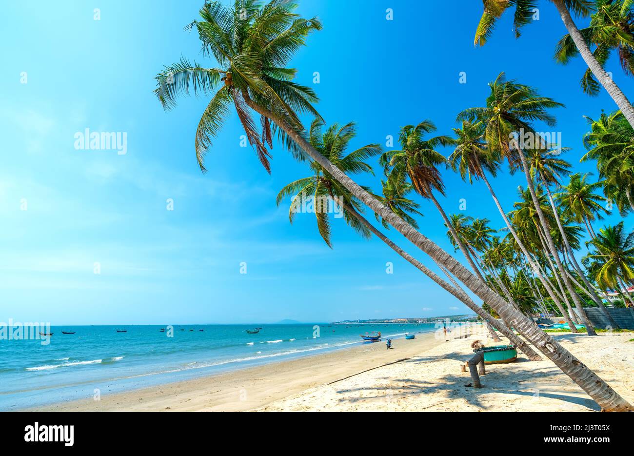 Des cococotiers inclinés penchant vers la mer tropicale l'après-midi d'été. Belle plage de sable pour le repos et la détente. Banque D'Images