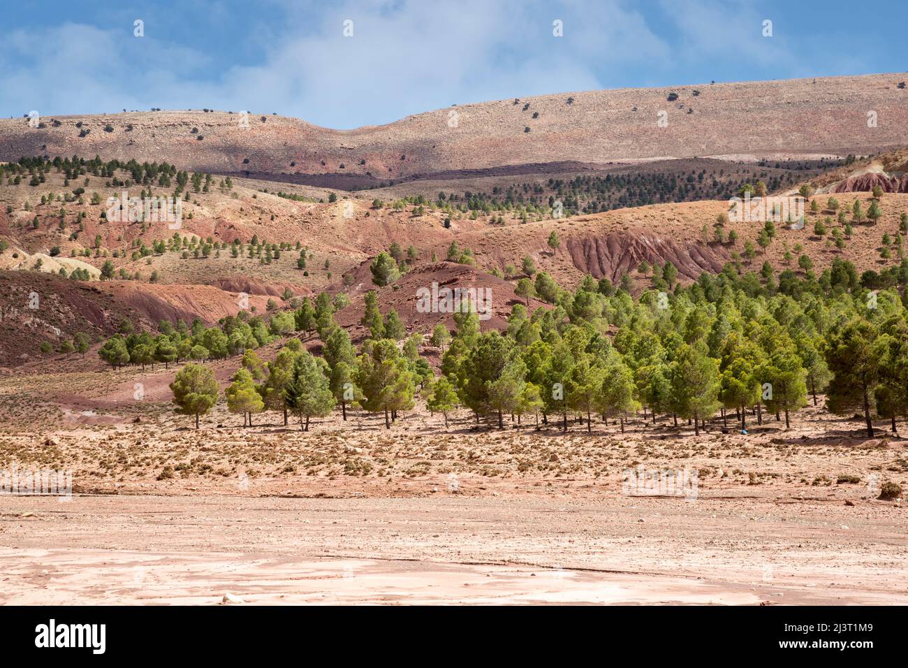 Telouet, Maroc. Projet de reboisement. Banque D'Images