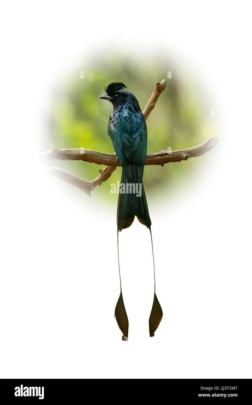 Plus grand Drongo à queue de Racquet perching sur un perchoir isolé sur un fond flou à gradient rond Banque D'Images