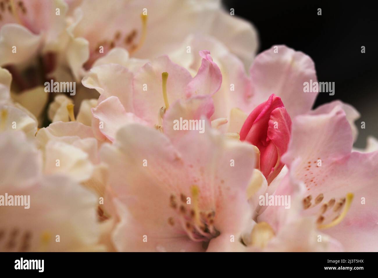 Gros plan sur le bourgeon de fleur rose Azalea parmi les fleurs ouvertes rose pâle Banque D'Images Gros plan sur le bourgeon de fleur rose Azalea parmi les fleurs ouvertes rose pâle Banque D'Images