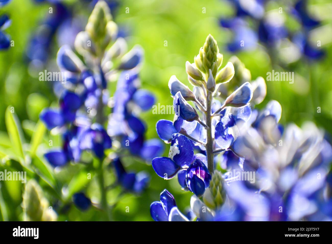 Champ Bluebonnet au coucher du soleil Banque D'Images