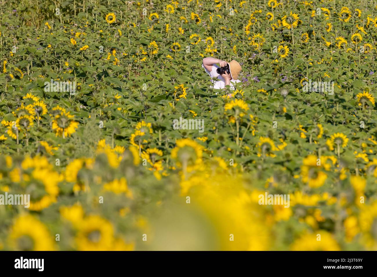 quelqu'un qui prend une photo parmi des tournesols Banque D'Images