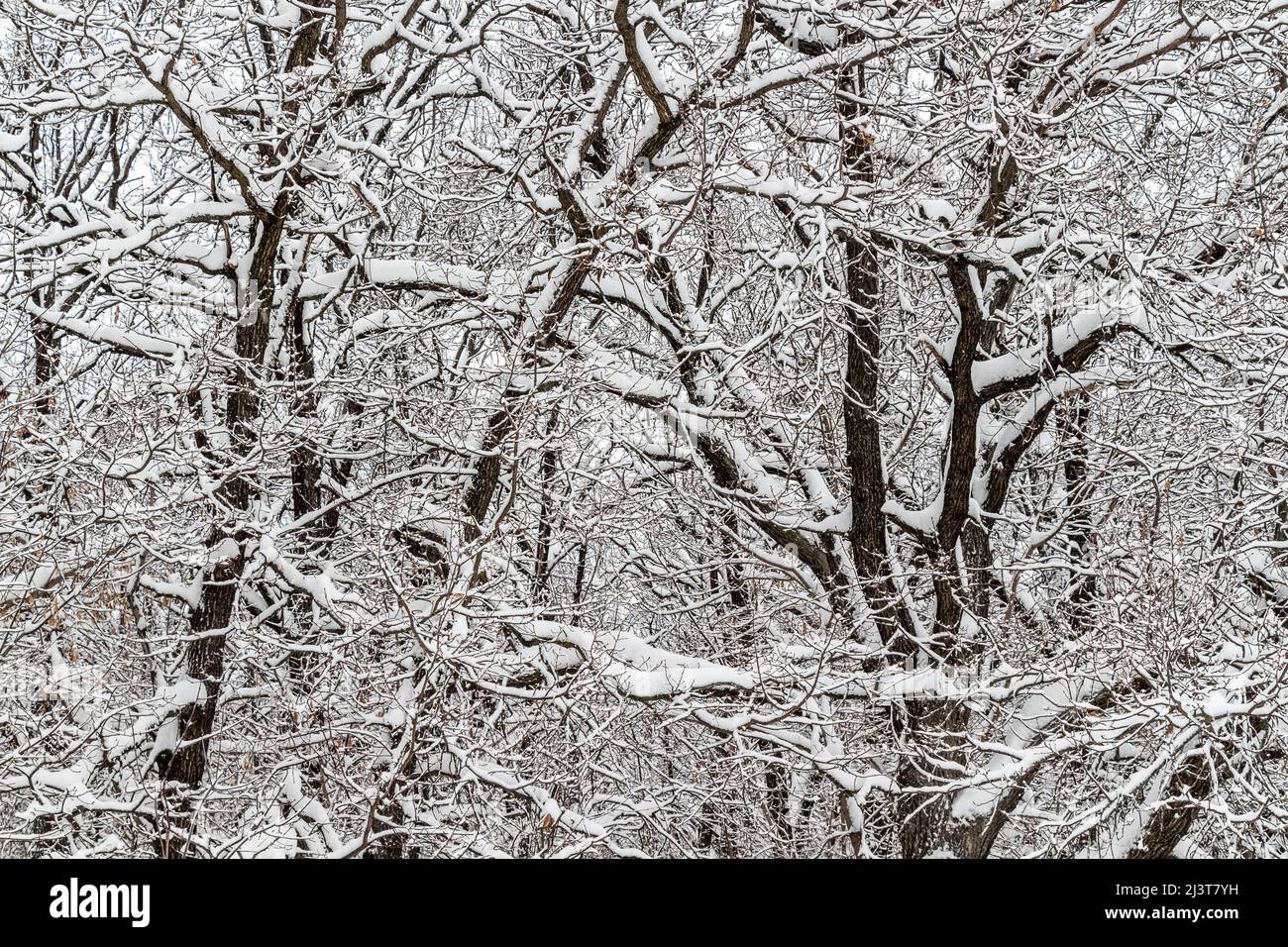Neige douce et moelleuse sur les branches des arbres lors d'une journée d'hiver tranquille. Banque D'Images