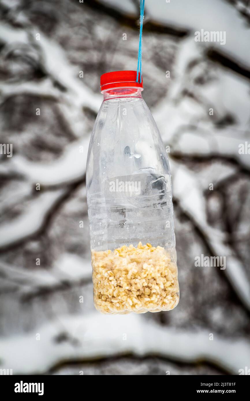 Mangeoire d'hiver d'une vieille bouteille en plastique pour les oiseaux sauvages. Banque D'Images