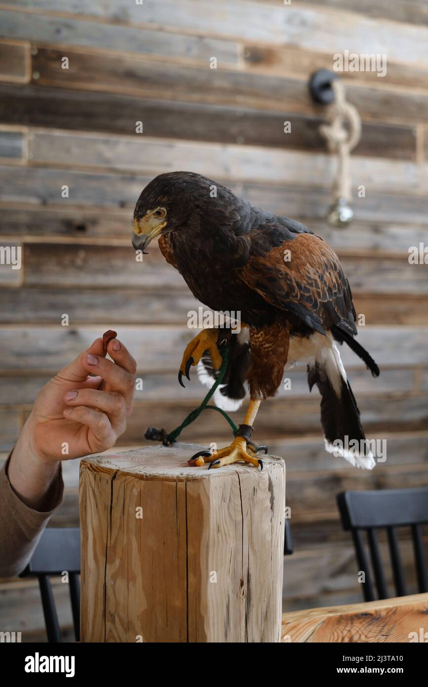 Buzzard aigle dans la maison. Gros plan portrait Buteo buteon d'oiseau sauvage à la maison. Animal domestique inhabituel à portée de main. Viande de nourriture à la main Banque D'Images