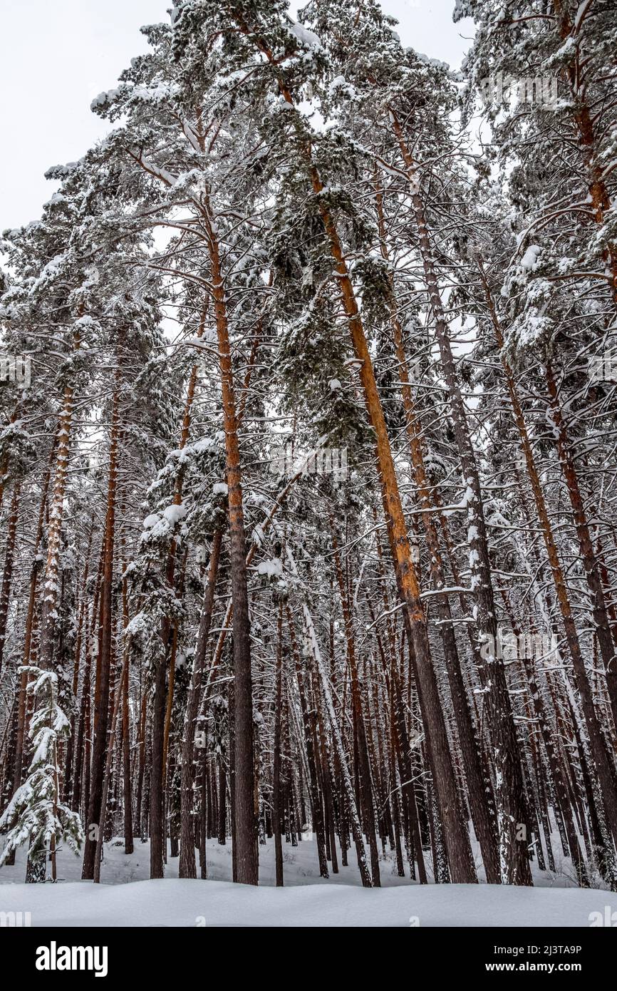 Neige douce et moelleuse sur les branches des arbres lors d'une journée d'hiver tranquille. Banque D'Images