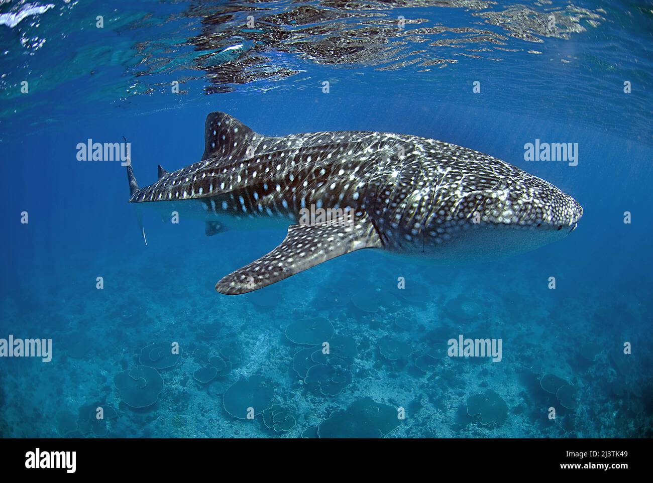Requinbaleine (Rhincodon typus), le plus grand poisson du monde, Ari