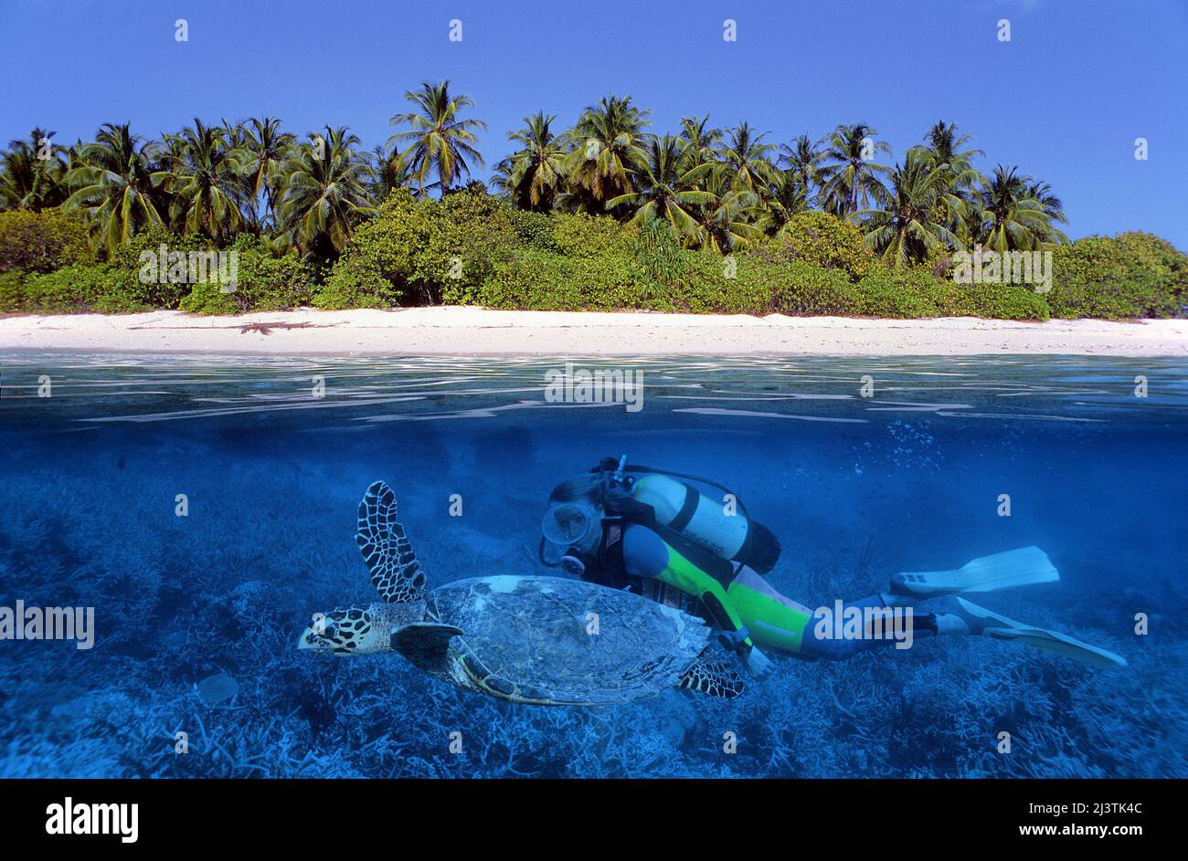 Image fractionnée, île des maldives, plongeur avec une tortue à tête plate (Caretta caretta), Ari Atoll, Maldives, océan Indien, Asie Banque D'Images