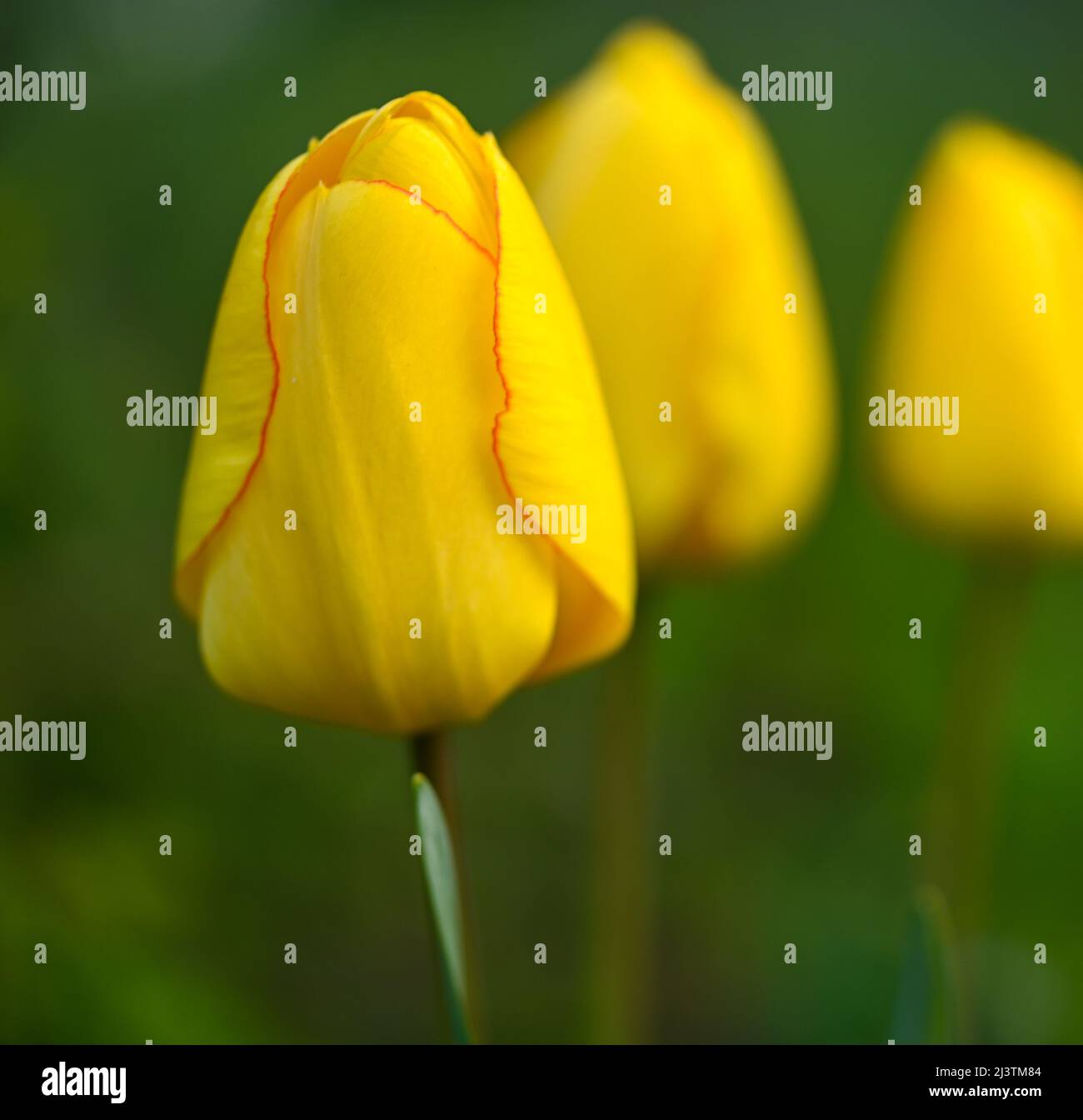 Belle vue rapprochée d'une tulipe jaune Banque D'Images