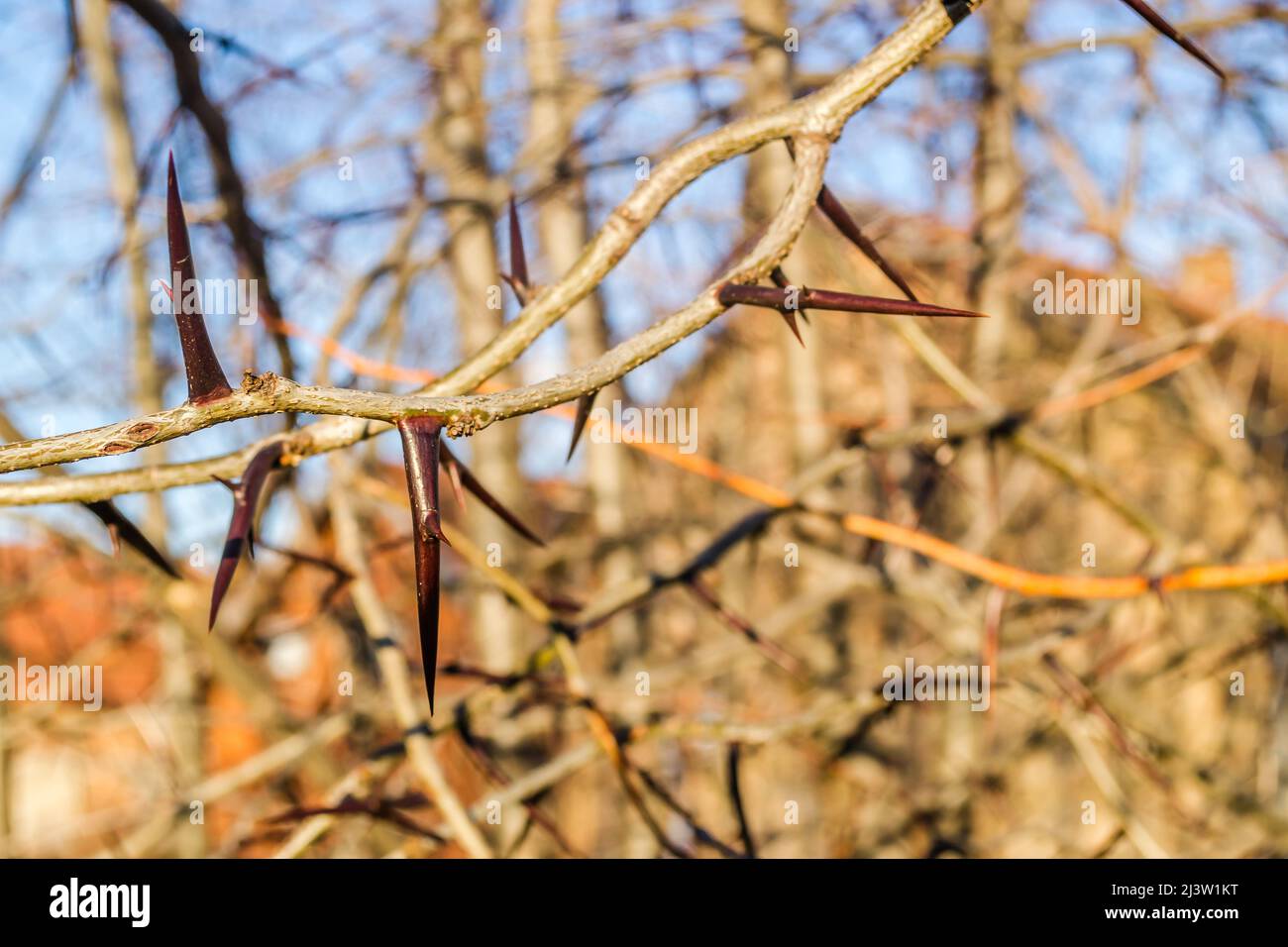 Détail nature: Branches avec longues épines pointues, illuminées par le soleil, dans le ciel bleu clair. Banque D'Images