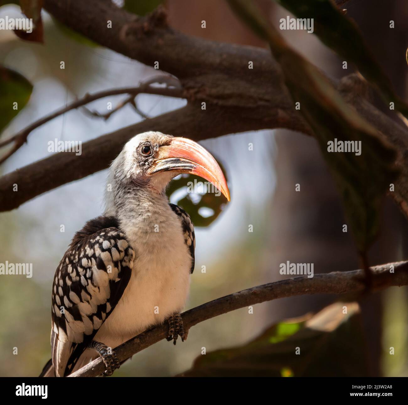 Oiseau de charme à bec rouge affamé espérant être nourri quelques arachides dans la forêt de Bijilo Senegambia Gambie sur la côte ouest de l'Afrique Banque D'Images