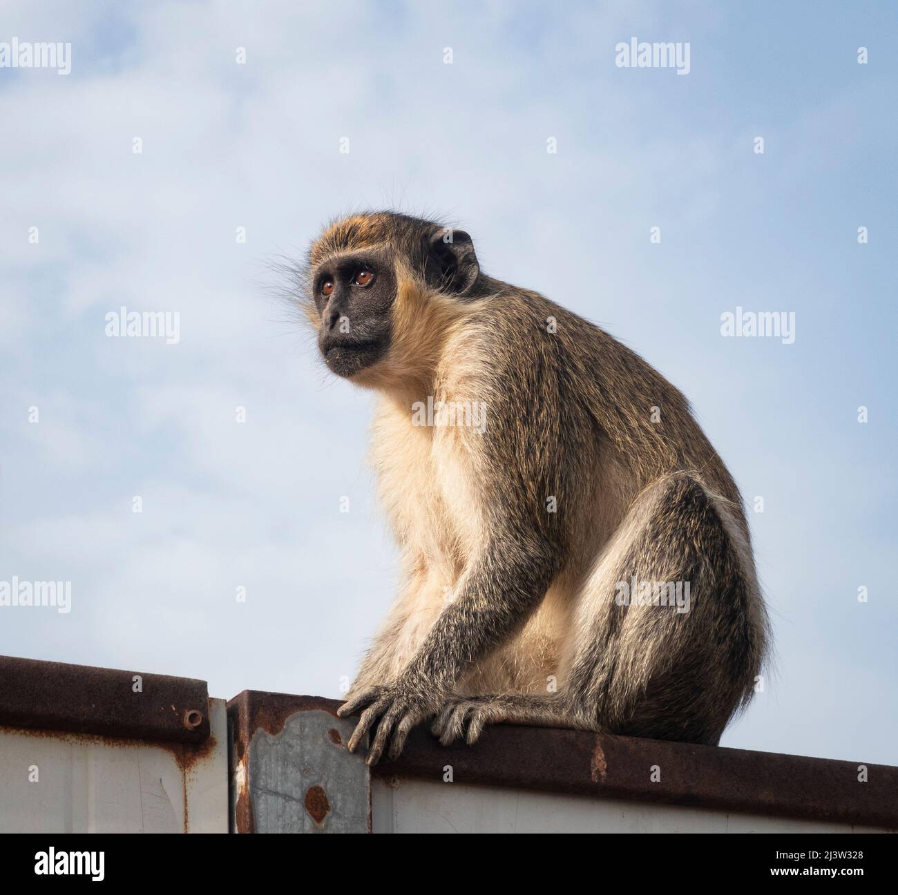 Singes verts au centre de conférence de Senegambia où était auparavant une forêt épaisse, Gambie Afrique de l'Ouest Banque D'Images