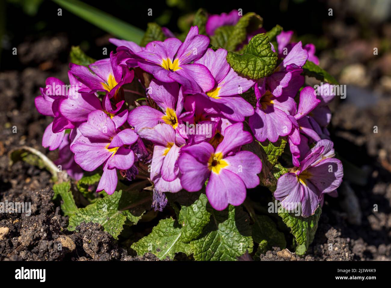 Primula « Delia Woodland Dell » Banque D'Images