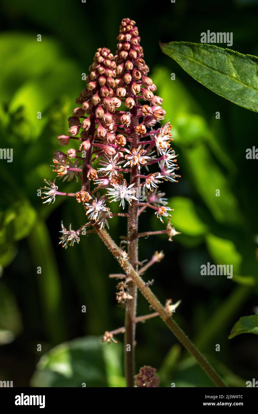 Fleur en mousse Tiarella ‘Spring Symphony’ Banque D'Images