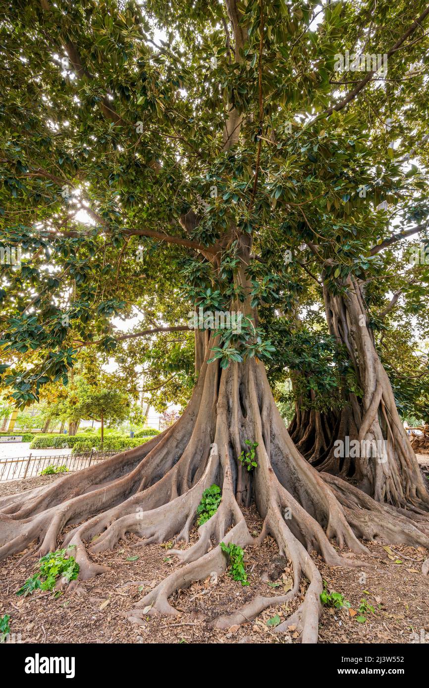 Moreton Bay figue (ficus macrophylla), jardin d'Ayora, Valence, Communauté Valencienne, Espagne Banque D'Images