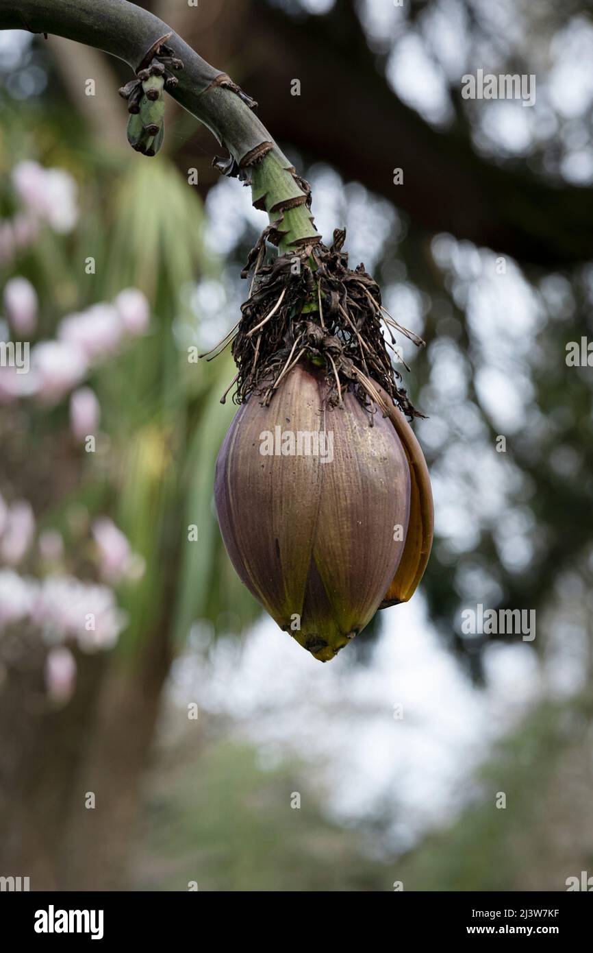 La graine d'une plante de Banana Hardy Musa basjoo poussant dans Trenance Gardens à Newquay en Cornouailles au Royaume-Uni. Banque D'Images