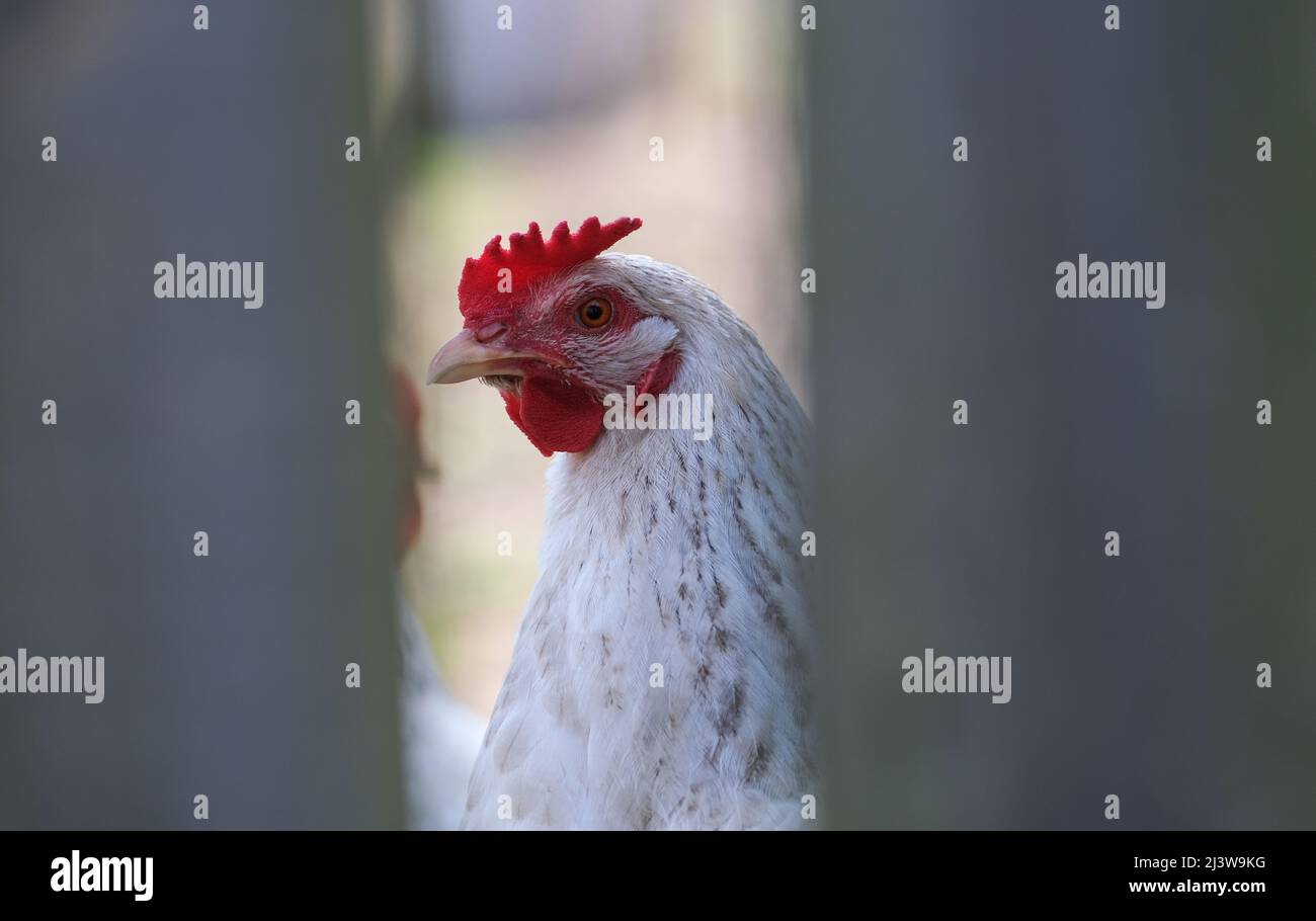 Gros plan d'un gros poulet rouge. Banque D'Images