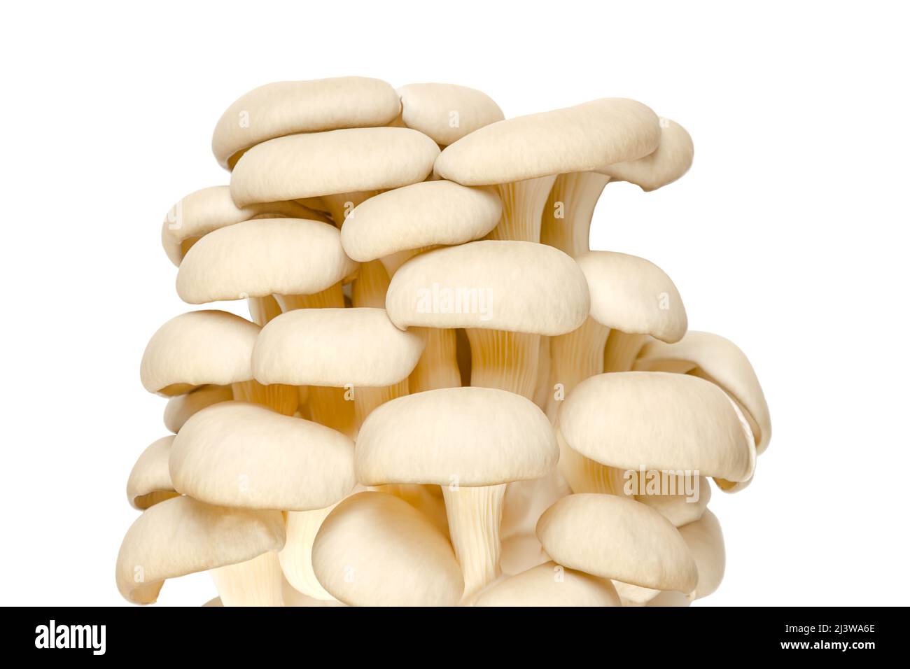 Groupe de champignons d'huîtres frais, vue avant. Pleurotus, également connu sous le nom d'ormeau ou de champignon d'arbre. L'un des champignons les plus cultivés et les plus consommés. Banque D'Images