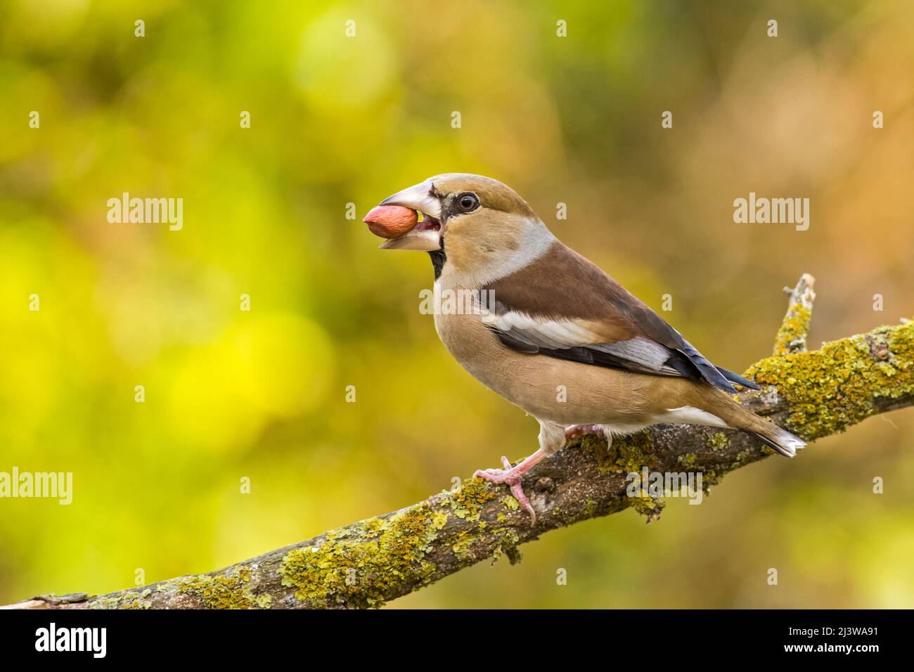 Hawfinch (Coccothrautes coccothrautes) perché sur une branche. Ce finch a une queue courte et a un bec long pour craquer les graines telles que les pierres de cerise. Banque D'Images