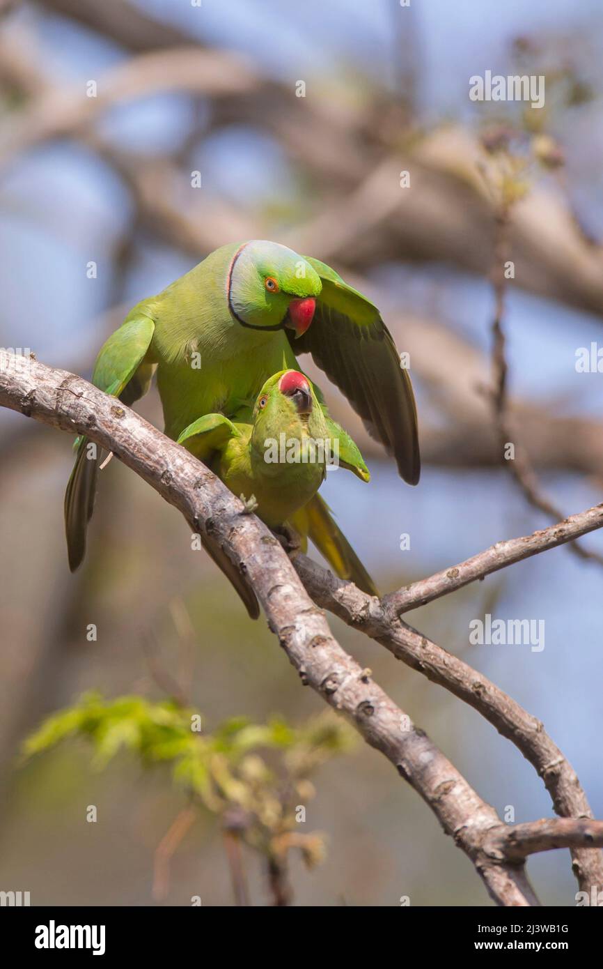 Parakeet à anneaux de rose (Psittacula krameri), parakeet à anneaux de rose (Psittacula krameri), également connu sous le nom de parakeet à col de rose (plus communément Banque D'Images
