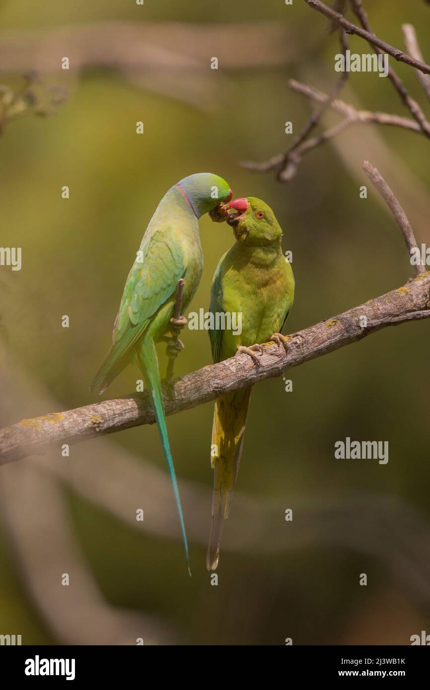 Parakeet à anneaux de rose (Psittacula krameri), parakeet à anneaux de rose (Psittacula krameri), également connu sous le nom de parakeet à col de rose (plus communément Banque D'Images