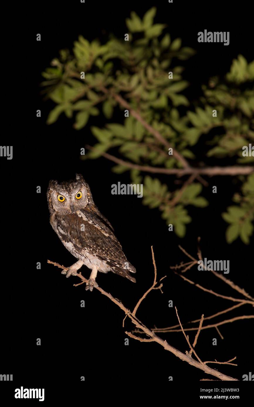La chouette des arnaques eurasiennes (Otus Scrops), photographiée la nuit avec un arrière-plan sombre en Israël en septembre Banque D'Images