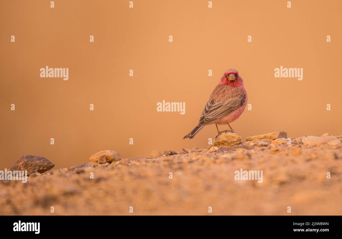 Sinai Rosefinch (Carpodacus synoicus) vue arrière d'un homme au sol, désert du negev, israël en novembre Banque D'Images