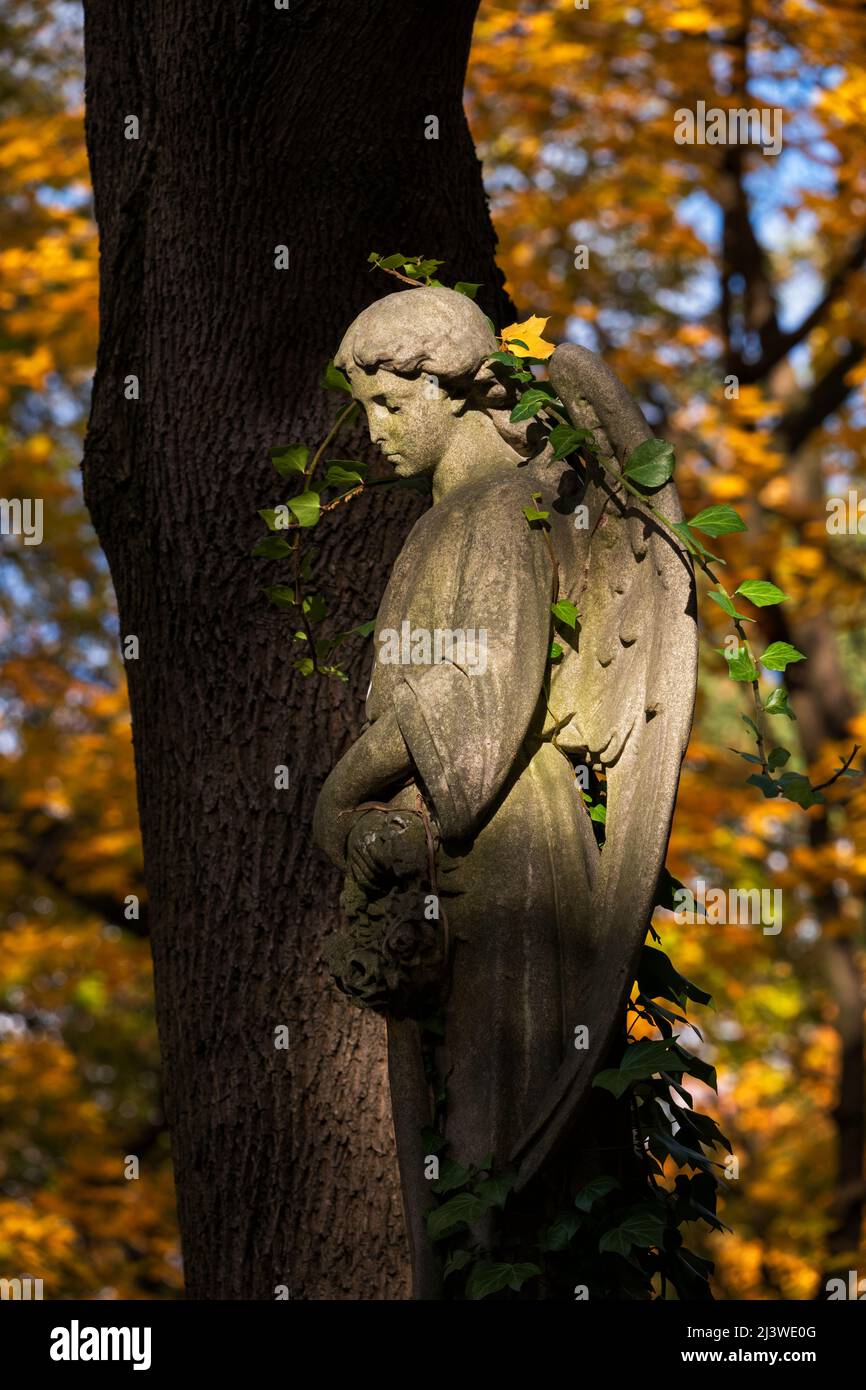 Vieille sculpture en pierre d'un ange au coucher du soleil contre le feuillage d'automne et l'arbre, orné de plantes rampantes. Banque D'Images