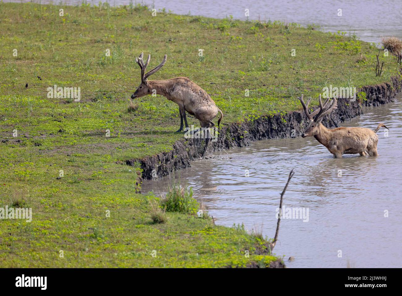 TAIZHOU, CHINE - le 10 AVRIL 2022 - Un troupeau de cerfs de David traverse une rivière au parc national des terres humides de qinthu, à Taizhou, dans la province de Jiangsu, en Chine orientale, à Apri Banque D'Images