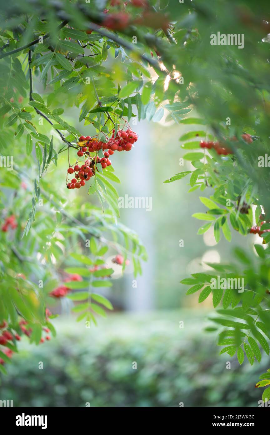 Framboises rouges mûres à la fin de l'été, faible profondeur de champ, fond de bokeh. Banque D'Images