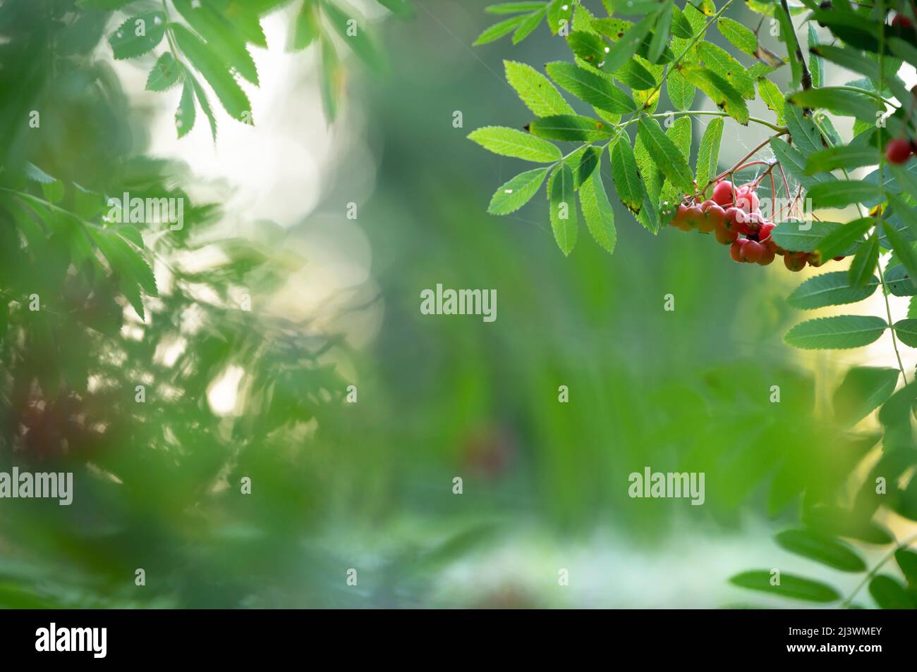 Framboises rouges mûres à la fin de l'été, faible profondeur de champ, fond de bokeh. Banque D'Images
