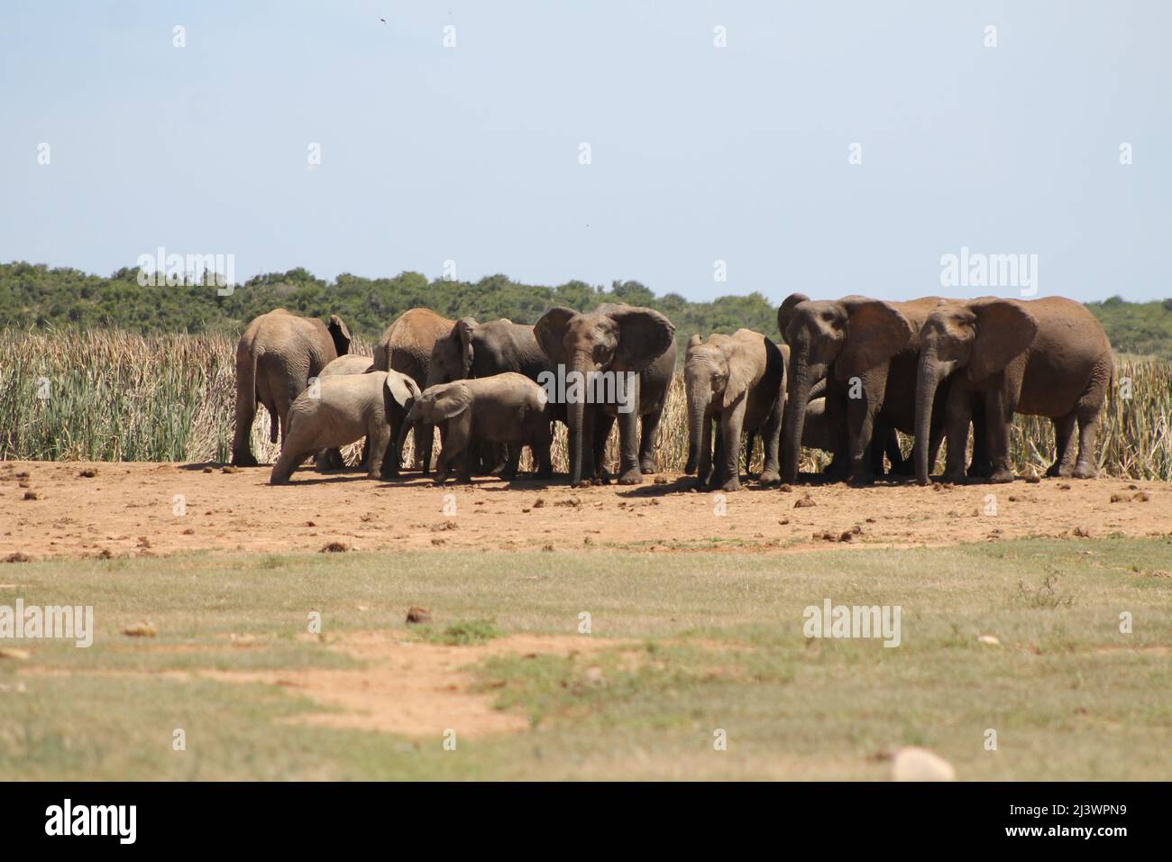 Famille des éléphants et deux enfants qui jouent des éléphants en Afrique du Sud Banque D'Images