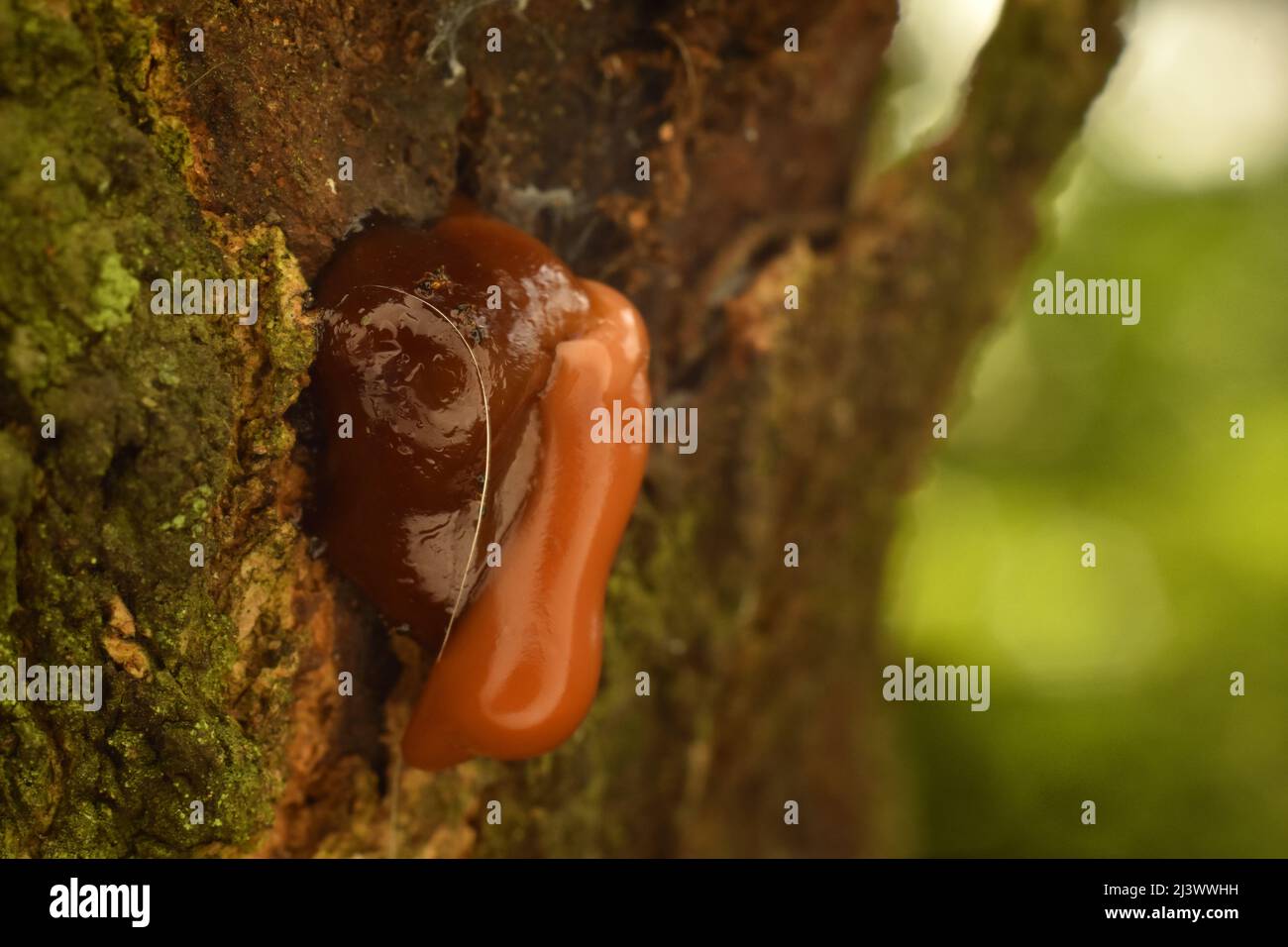 La sève de l'arbre de mangue s'épaissit et s'assombrit après un certain temps. Phloem. Banque D'Images