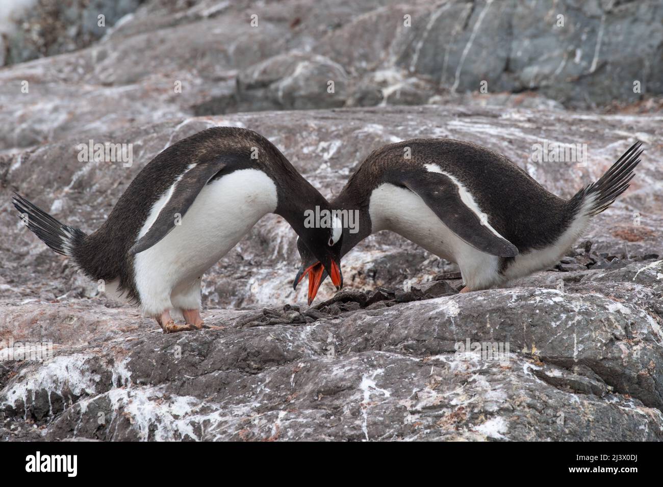 Manchot Gentoo mâle et femelle se faulant les uns sur les autres dans le cadre du rituel d'accouplement. Antarctique Banque D'Images
