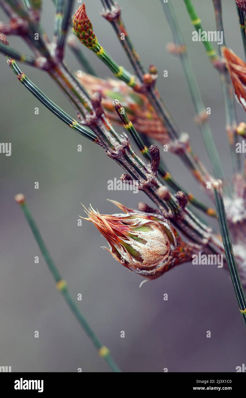 Gros plan du fruit en développement ou du cône et des branchlets de la Chêne Scrub She, Allocasuaria distyla, famille des Casuarinaceae Banque D'Images