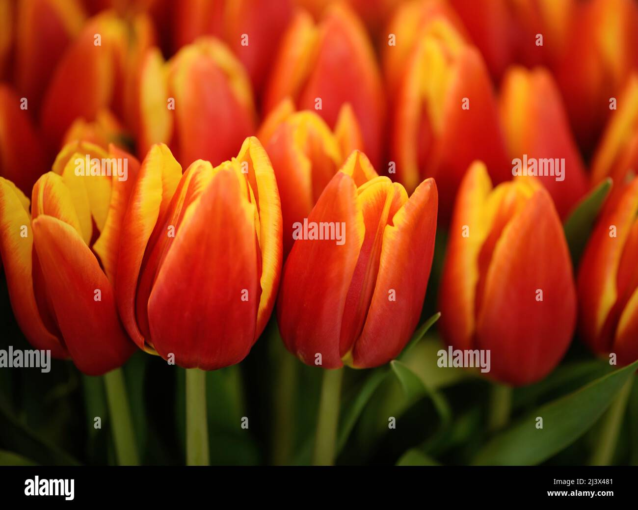 Beaucoup de tulipes fleuris à deux tons. Arrière-plan des fleurs. Banque D'Images