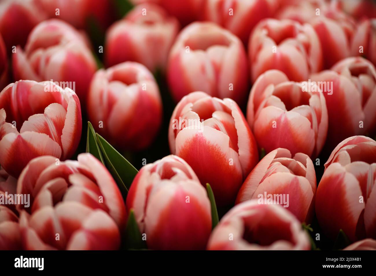 Beaucoup de tulipes fleuris à deux tons. Arrière-plan des fleurs. Banque D'Images