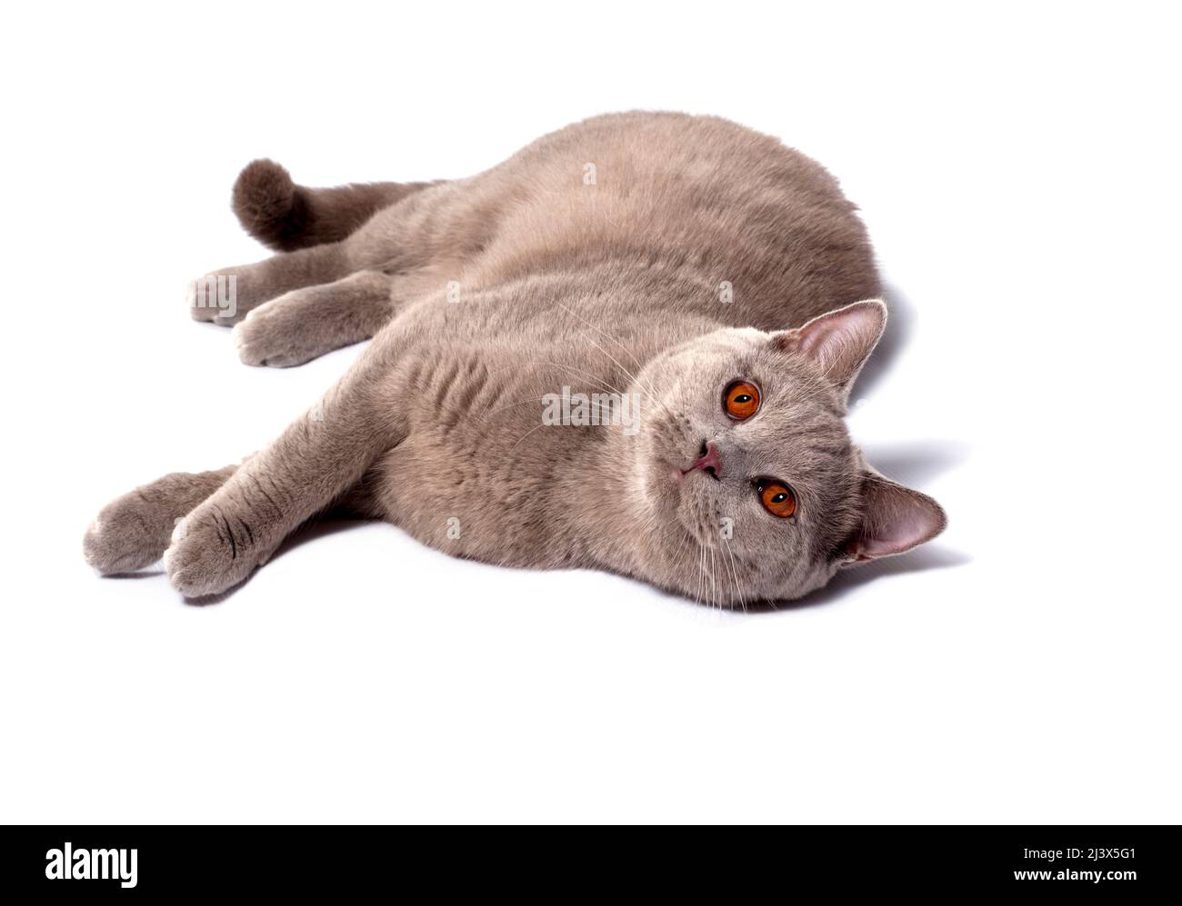 Chat lilas écossais couché sur son côté sur un fond blanc, image isolée, beaux chats domestiques, chats dans la maison, animaux de compagnie Banque D'Images
