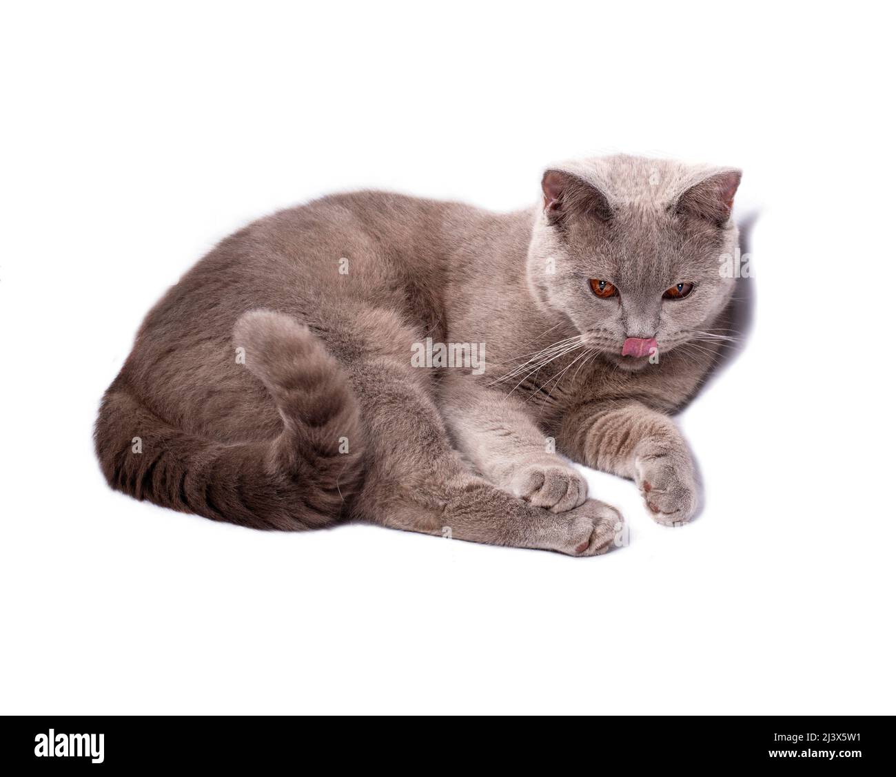 Patte De Chat Qui Leche Banque D Images Detourees Alamy