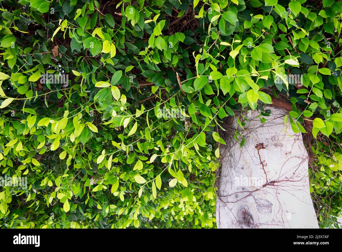 Feuilles vertes dans la couronne d'un microcarpa Ficus. Gros plan Banque D'Images