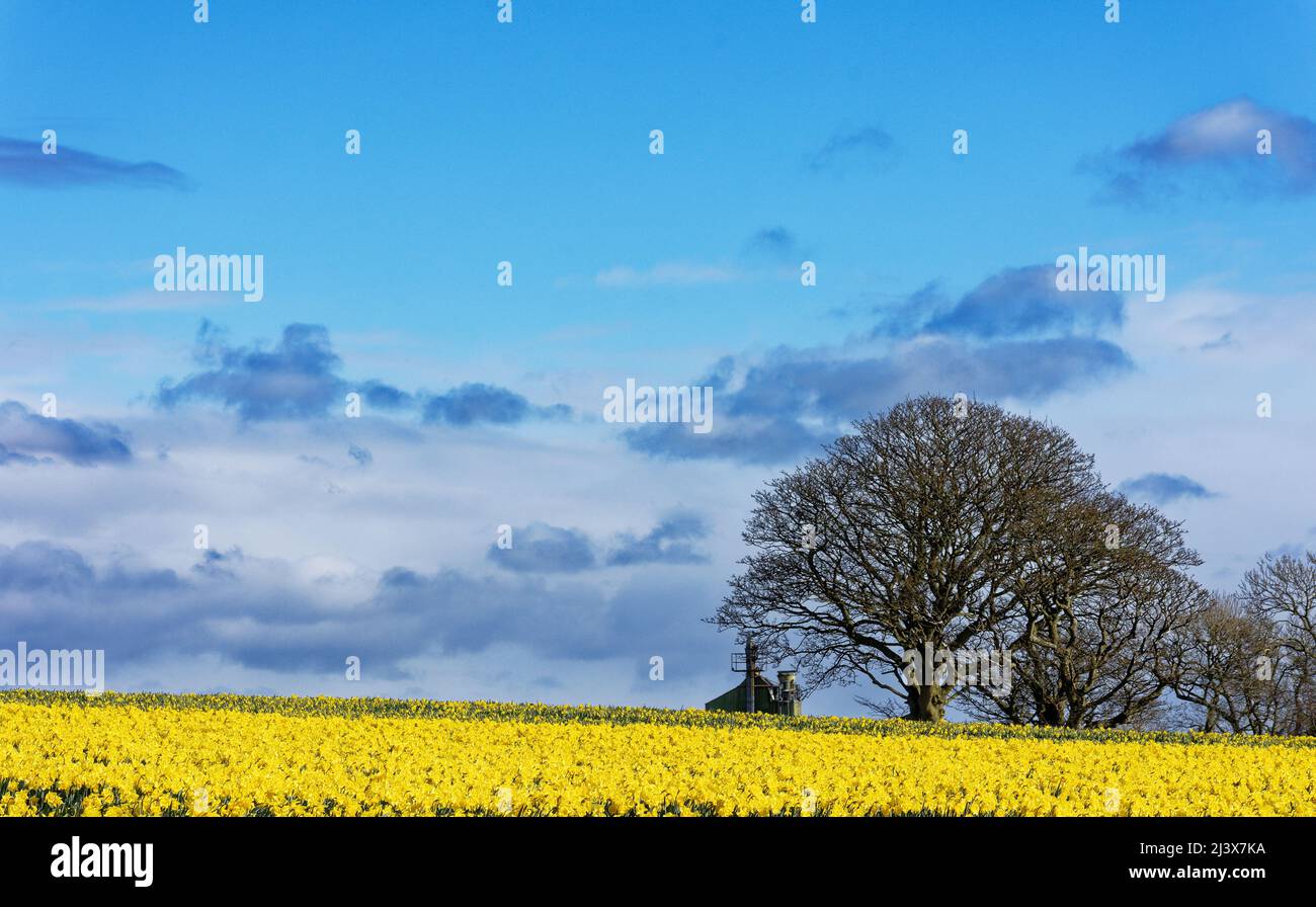 KINNEFF STONEHAVEN SCOTLAND UN CIEL BLEU UN ARBRE ET DES JONQUILLES INTENSÉMENT JAUNES AU DÉBUT DU PRINTEMPS Banque D'Images