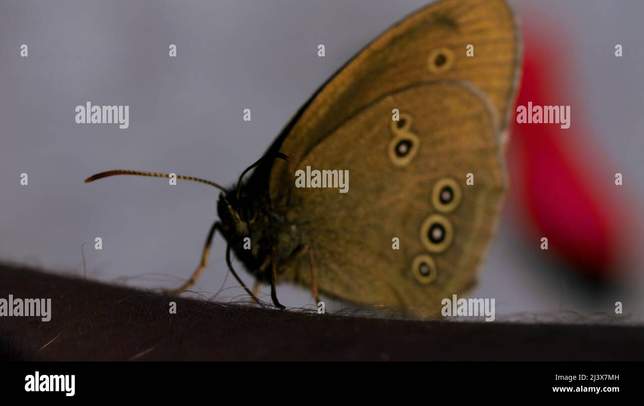 Papillons lumineux avec ailes claires en macrophotographie.Créatif. De beaux insectes avec de grandes ailes assis sur le paysage dans l'herbe, qui Banque D'Images